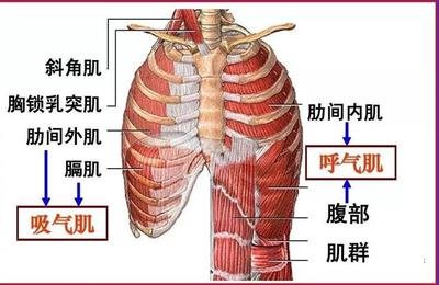 肺炎-呼吸訓(xùn)練器-基層肺功能-腦卒中-心血管病-中風(fēng)-腦梗-慢阻肺-哮喘-呼吸肌-排痰-肺功能檢測儀-賽客